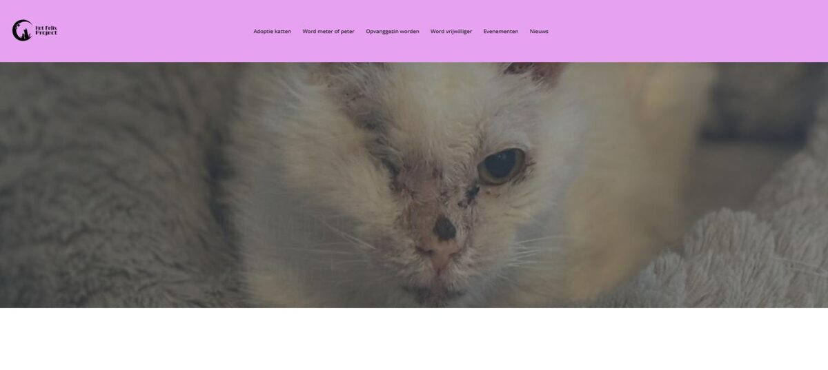 Startpagina van hetfelixproject.be, kattenwelzijn in Limburg